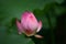 A dream feel lotus flower
