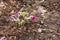 Dream-grass is the most beautiful spring flower. Pulsatilla blooms in early spring in the forest on a sunny day. Pulsatilla flower