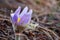 Dream-grass or Pulsatilla patens, close-up, natural spring background. Pulsatilla, in the selective focus