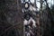Dreamcatcher in forest, spiritual native american magical tool