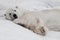 Dreamily lay down. Powerful polar bear lies in the snow, close-up