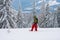 Dreaming adventurer in snowshoes stands among huge pine trees