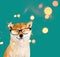 Dreaming happy akita inu dog with black glasses sitting on green background with sparkles