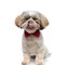 Dreaming Shih Tzu puppy wearing bowtie and licking its nose
