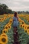 Dreaming young woman in blue dress walking away in a field of sunflowers at summer, view from her back. Looking to the side. Full