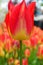 Dreamland Tulips at Windmill Island Tulip Garden