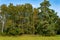 Dreamlike autumn forest in the nature reserve pfrungen wilhelmsdorfer ried