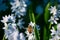 Dreamlike closeup of honey bee in field of bluebell Siberian squill flowers