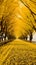 Dreamlike Installations: Yellow Trees Along The Road