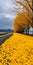 Dreamlike Road Amidst Yellow Trees: A Captivating Visual Journey