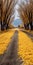 Dreamlike Yellow Covered Road In Rural China: Uhd Image