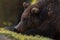 Dreams: Artistic Picture Of Big European Brown Bear Close-Up. Photo Of Great Bear Ursidae, Ursus Arctos With Expressive Sad Ey