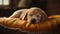 Dreams of Innocence: A Captivating Portrait of a Sleeping Puppy
