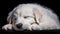 Dreams of Innocence: A Sleeping White Puppy