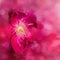 Dreamy, abstract image of a red rose