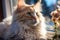 Dreamy Afternoon: Fluffy Cat Lounging in Rain-Kissed Living Room