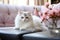 Dreamy Afternoon: Fluffy Cat Lounging in Rain-Kissed Living Room