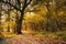 Dreamy autumn day in forest with path