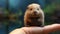 Dreamy Beaver: A Cute Vray Tracing Critique Of Consumer Culture