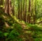 Dreamy California Redwoods