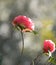 Dreamy Camellia flowers face the sunlight - a different view