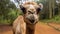 Dreamy Close-up Capturing The Majestic Harpia Harpyja Camel In Brazilian Zoo