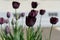 Dreamy close up soft focus of purple tulips