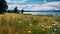 Dreamy Coastal Landscapes: Dandelions And Shoreline On Kiaweh Lake