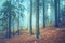 Dreamy conifer forest trees