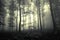 Dreamy dark foggy forest tree landscape