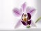 Dreamy Delight: A Softly Blurred Still Life of a Single Orchid