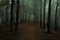 Dreamy foggy dark forest. Trail in moody forest