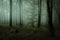 Dreamy foggy dark forest. Trail in moody forest