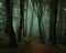 Dreamy foggy dark forest. Trail in moody forest