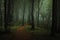 Dreamy foggy dark forest. Trail in moody forest