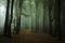 Dreamy foggy dark forest. Trail in moody forest