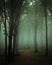 Dreamy foggy dark forest. Trail in moody forest