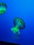 Dreamy Green Jellyfish