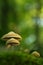 Dreamy green shot of fungus in forest