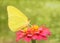 Dreamy image of a bright yellow Cloudless Sulphur