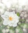 Dreamy image of a delicate white rose