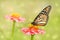 Dreamy image of a Monarch butterfly on light pink Zinnia flower