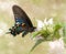 Dreamy image of a Pipevine Swallowtail butterfly