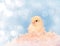 Dreamy image of a tiny Easter chick resting in pin