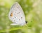 Dreamy image of a tiny Eastern Tailed Blue butterfly