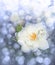 Dreamy image of a white rose after rain