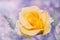 Dreamy image of a yellow rose