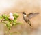 Dreamy image of a young male Hummingbird
