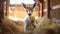 Dreamy Kangaroo In Barn: Cute And Authentic Australian Wildlife Photography