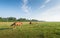 Dreamy landscape with walking horses